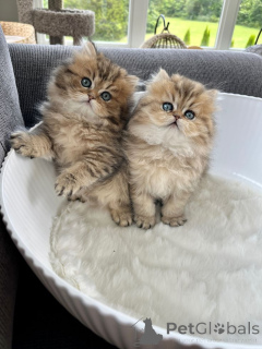 Foto №1. perserkatze - zum Verkauf in der Stadt Aizlenten | 450€ | Ankündigung № 157341