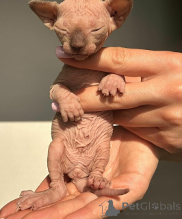 Foto №2 zu Ankündigung № 158950 zu verkaufen sphynx-katze - einkaufen Polen quotient 	ankündigung