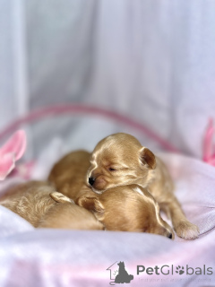 Foto №2 zu Ankündigung № 163303 zu verkaufen maltipu - einkaufen Vereinigte Arabische Emirate quotient 	ankündigung