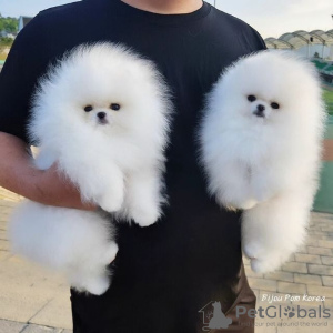 Foto №3. Kc Boy Pomeranians ...schreib mir eine SMS an 12097835681. USA