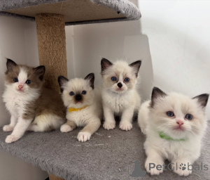 Foto №1. ragdoll-katze - zum Verkauf in der Stadt Paris | verhandelt | Ankündigung № 163536
