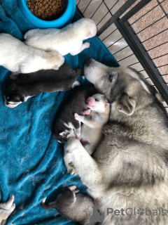 Zusätzliche Fotos: Geimpfte Siberian Husky-Welpen mit Stammbaum zu verkaufen