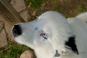 Zusätzliche Fotos: Ein charmanter kleiner Hund - ein Yakut Choke