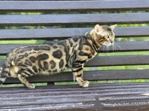 Zusätzliche Fotos: Wunderschöne Bengalkatze GrandInterChampion der Rasse