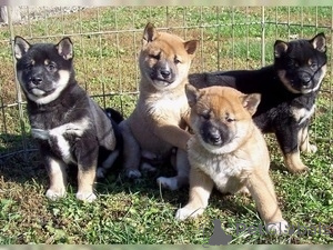 Foto №1. shiba - zum Verkauf in der Stadt Valga | verhandelt | Ankündigung № 174690