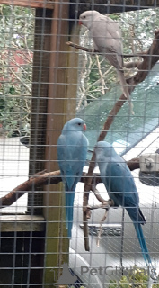 Foto №2 zu Ankündigung № 144456 zu verkaufen singapura - einkaufen Österreich züchter