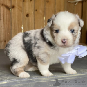 Foto №1. border collie - zum Verkauf in der Stadt Zinkgruvan | verhandelt | Ankündigung № 55327