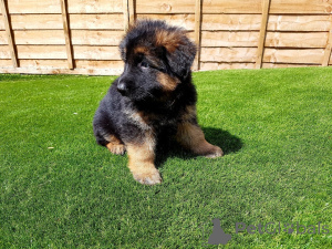 Foto №2 zu Ankündigung № 135291 zu verkaufen  - einkaufen Tschechische Republik 