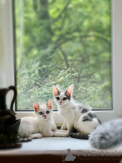 Foto №1.  - zum Verkauf in der Stadt Moskwa | Frei | Ankündigung № 145400