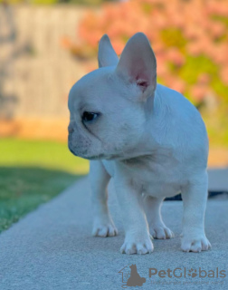 Foto №2 zu Ankündigung № 121754 zu verkaufen französische bulldogge - einkaufen Portugal züchter