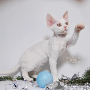 Foto №4. Ich werde verkaufen devon rex in der Stadt Москва. züchter - preis - 1041€