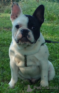 Foto №3. französische Bulldog Welpen. Serbien