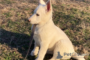 Foto №1. deutscher schäferhund - zum Verkauf in der Stadt Marietta | verhandelt | Ankündigung № 110062