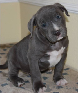 Foto №1. american pit bull terrier - zum Verkauf in der Stadt Aschaffenburg | verhandelt | Ankündigung № 167500