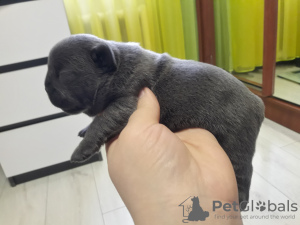 Foto №2 zu Ankündigung № 34373 zu verkaufen französische bulldogge - einkaufen Ukraine quotient 	ankündigung