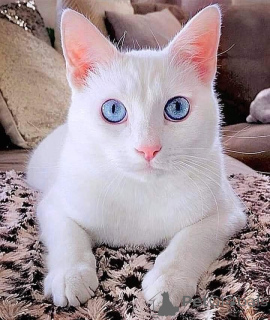 Foto №1. japanese bobtail - zum Verkauf in der Stadt Aizlenten | 500€ | Ankündigung № 157695