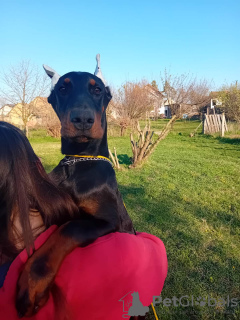 Foto №4. Ich werde verkaufen dobermann in der Stadt Belgrad. züchter - preis - verhandelt