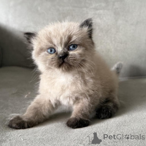 Foto №1. himalayan cat - zum Verkauf in der Stadt Haar | 350€ | Ankündigung № 173635