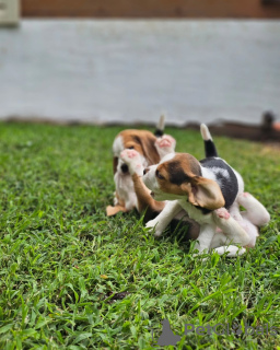 Foto №3. Beagle-Welpen zu verkaufen. Deutschland