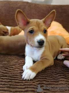 Foto №3. Basenji. Ukraine