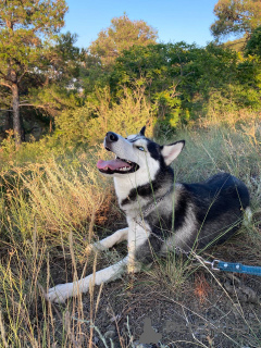 Foto №1. siberian husky - zum Verkauf in der Stadt Tiflis | Frei | Ankündigung № 24922