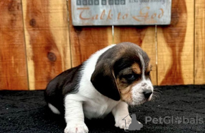 Foto №1. beagle - zum Verkauf in der Stadt Веймар | 400€ | Ankündigung № 97187