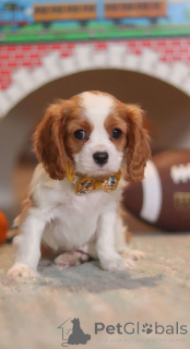 Foto №2 zu Ankündigung № 172223 zu verkaufen cavalier king charles spaniel - einkaufen Finnland quotient 	ankündigung