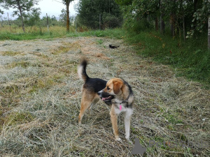 Foto №3. Ultra ist ein junges, freundliches, liebevolles Mädchen, das nach ihrer. Russische Föderation