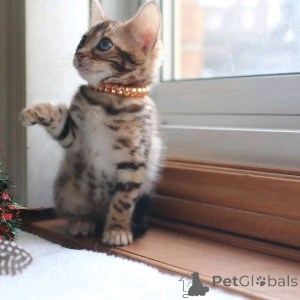 Foto №3. Bengalische Kätzchen zur Vermittlung. Finnland