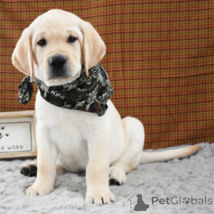 Foto №2 zu Ankündigung № 173205 zu verkaufen labrador retriever - einkaufen Deutschland quotient 	ankündigung