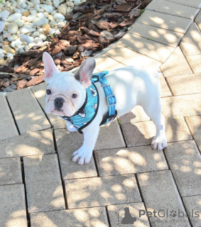 Zusätzliche Fotos: Französische Bulldogge