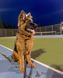 Foto №3. Bereit zu gehen - erstklassiges deutsches Schäferhund. Deutschland