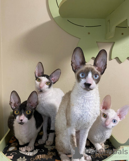 Foto №1. cornish rex - zum Verkauf in der Stadt Eksjo | verhandelt | Ankündigung № 161164