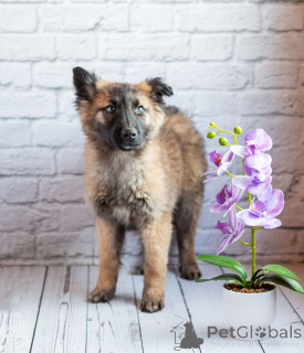 Foto №2 zu Ankündigung № 165872 zu verkaufen mischlingshund - einkaufen Russische Föderation quotient 	ankündigung