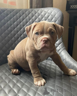 Foto №2 zu Ankündigung № 176154 zu verkaufen american bulldog - einkaufen USA quotient 	ankündigung
