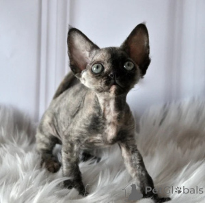 Foto №1. devon rex - zum Verkauf in der Stadt Quickborn | 350€ | Ankündigung № 177645