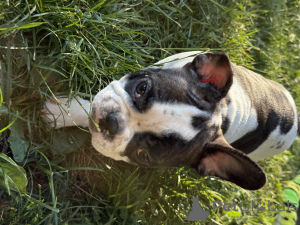 Foto №2 zu Ankündigung № 145322 zu verkaufen französische bulldogge - einkaufen Kanada 