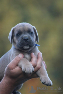 Foto №3. Cane Corso. Serbien