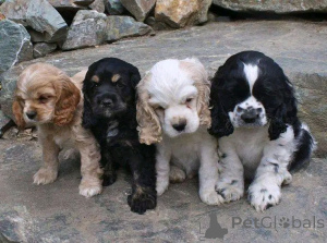 Foto №1. amerikanischer cocker spaniel - zum Verkauf in der Stadt Флорида Сити | 1063€ | Ankündigung № 139036