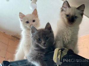 Foto №1. maine-coon-katze - zum Verkauf in der Stadt Frankfurt | 300€ | Ankündigung № 153872