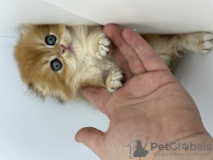 Foto №3. Scottish Fold goldenes Kätzchen. Russische Föderation