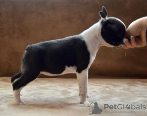 Foto №3. Boston Terrier-Welpen. Serbien