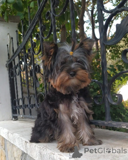 Foto №4. Ich werde verkaufen yorkshire terrier in der Stadt Balekesir. züchter - preis - 388€