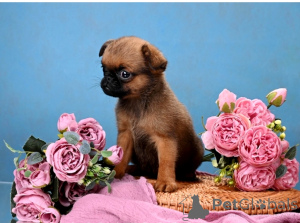 Foto №1. petit brabançon - zum Verkauf in der Stadt Moskwa | 647€ | Ankündigung № 164174