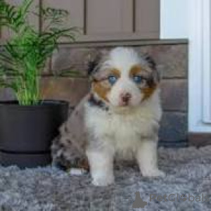 Foto №3. Preciosos cachorros von Pastor Australiano en venta. Spanien