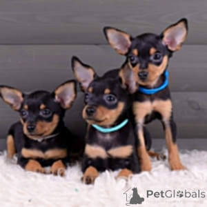 Foto №3. Prager Rattler-Welpen Exlisipp für 5-STERNE-HOTURIE. Deutschland