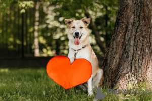 Zusätzliche Fotos: Die Welpen Yuchi und Miyuki suchen einen Menschen!