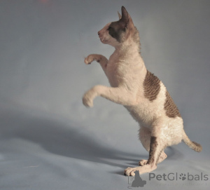 Foto №1. cornish rex - zum Verkauf in der Stadt Hercegovačka Goleša | verhandelt | Ankündigung № 173251