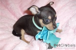 Foto №3. Entzückende Chihuahua-Welpen zur kostenlosen Adoption. Deutschland