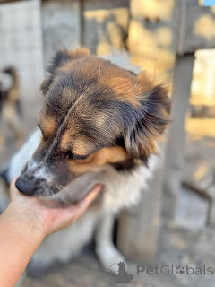 Foto №4. Ich werde verkaufen mischlingshund in der Stadt Lipezk. aus dem tierheim - preis - Frei